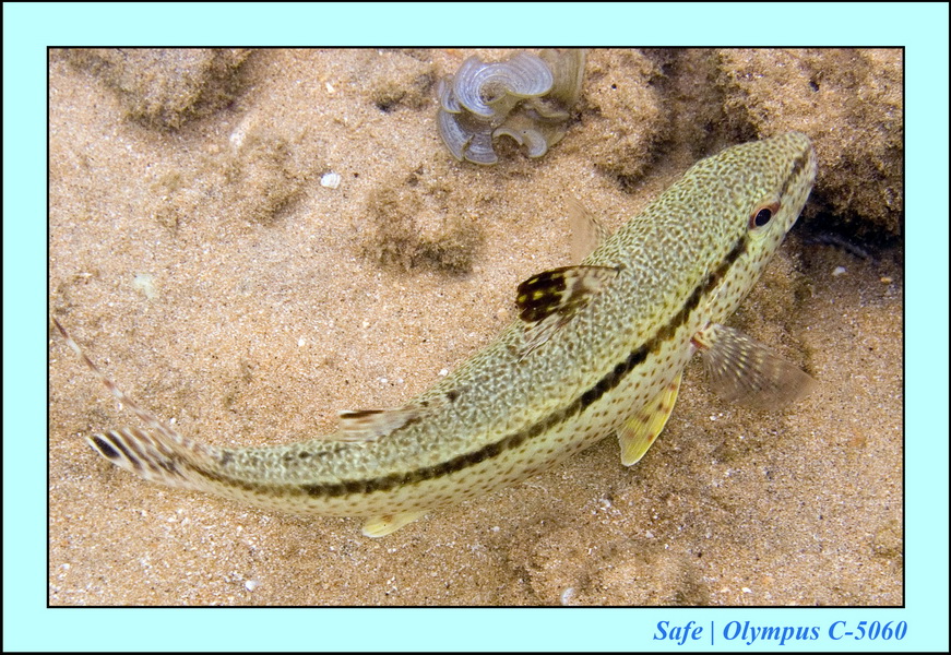 2006 - 07 - Tioman - Plongee Paya beach 03